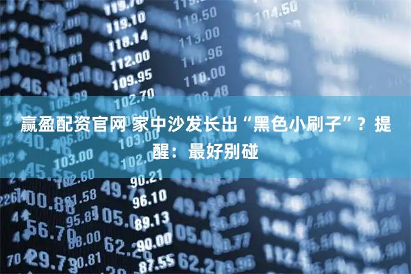 赢盈配资官网 家中沙发长出“黑色小刷子”？提醒：最好别碰